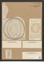 Campylodiscus clypeus Ehr. (de-Toni-Nr.: Genus 57, Species 2452) Zeichnungen Sammlung Grunow Nr. 4939 (NHMW-BOT-W0373152)